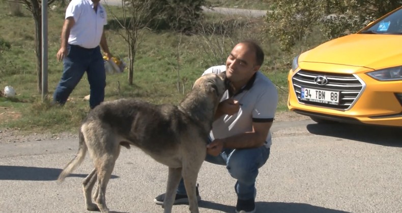 Sabiha Gökçen Havalimanı’nda görevli taksiciler sokak hayvanlarını elleriyle besledi