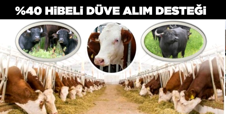 Yüzde 40 hibeli düve alımı desteği başladı