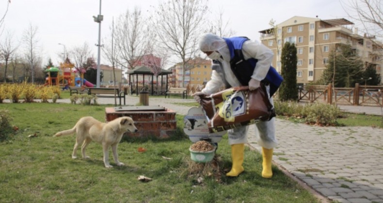 Belediye sokak hayvanlarını unutmadı