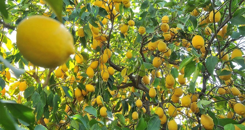 Limon ihracı izne tabi