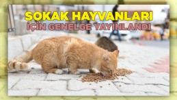 İçişlerinden sokak hayvanları için genelge