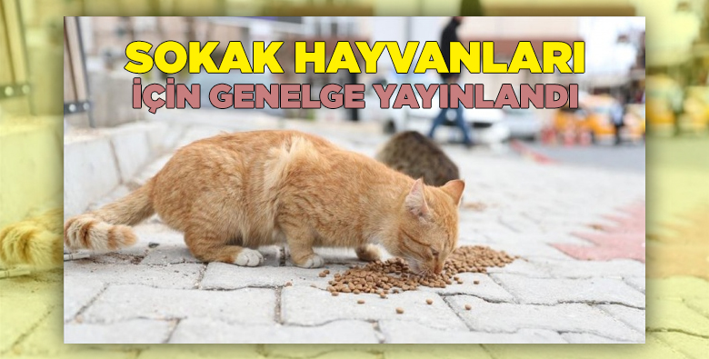 İçişlerinden sokak hayvanları için genelge