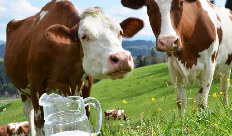 Ağustos ayında 820 bin 835 ton inek sütü toplandı