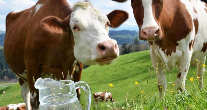 Ağustos ayında 820 bin 835 ton inek sütü toplandı