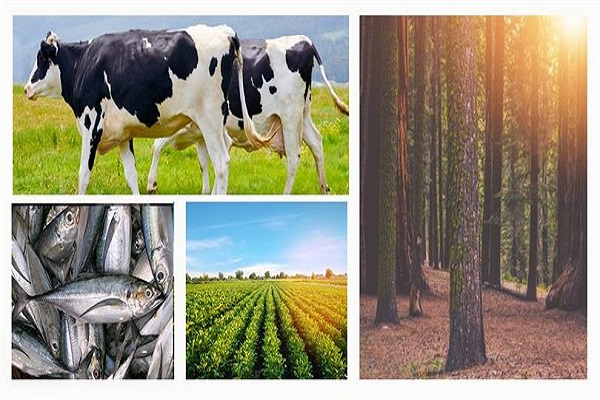 Tarım ve Ormancılık Sektörü 3’üncü Çeyrekte Yüzde 6,2 Büyüdü