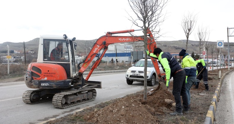 Çankırı’yı ıhlamur kokuları saracak