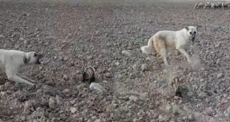 Çoban köpeği ile kavgaya tutuştu! Nesli tükenmek üzere olan alaca sansar Nevşehir’de ortaya çıktı