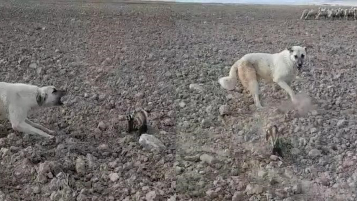 Çoban köpeği ile kavgaya tutuştu! Nesli tükenmek üzere olan alaca sansar Nevşehir’de ortaya çıktı