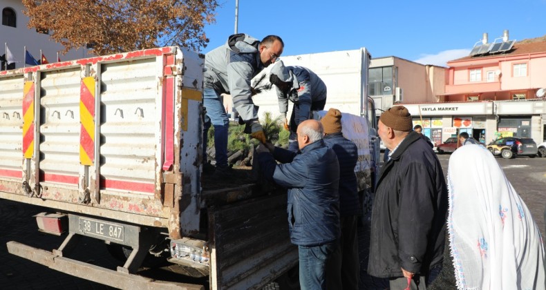 Kayseri İncesu da beş bin çam fidanı dağıtıldı