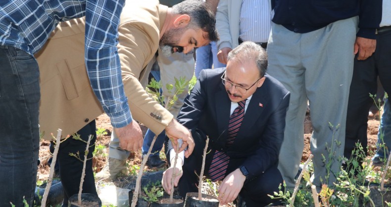 125 bin Siirt Fıstığı fidanı toprakla buluşacak