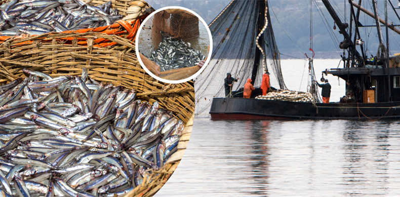 2023-2024 balıkçılık av sezonu bugün sona eriyor