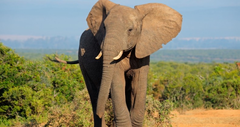 Afrika ülkesi Botsavna, Almanya’yı 20 bin fille tehdit etti