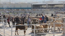 Kurbanlık fiyatları katlanarak yükseliyor!