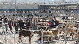 Kurbanlık fiyatları katlanarak yükseliyor!