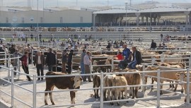 Kurbanlık fiyatları katlanarak yükseliyor!