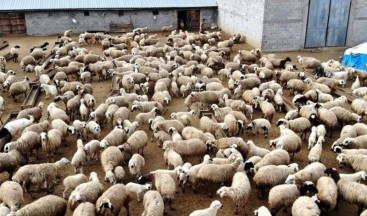 Türkiye’de kuzu ve oğlak desteklemeleri başlıyor: Hayvancılar için yeni fırsatlar