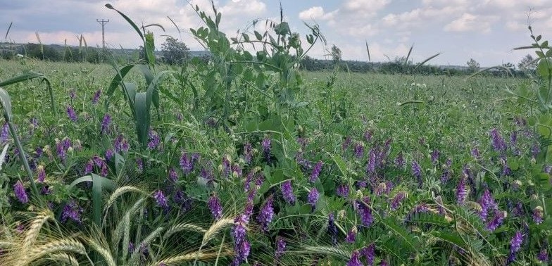Yem Bitkisi Tohumu Dağıtımı Projesi Listeleri Açıklandı
