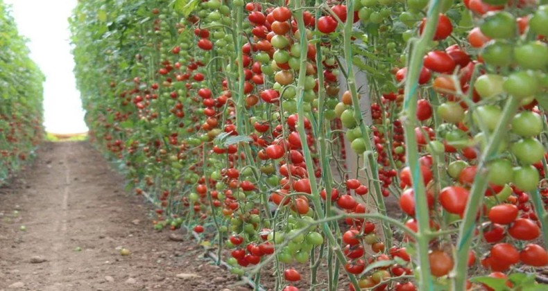 Isparta’da belediye domates fidesi dağıtacak – Birlik Haber Ajansı