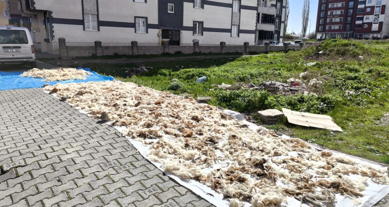Kars’ta yün yıkama geleneği devam ediyor – Birlik Haber Ajansı