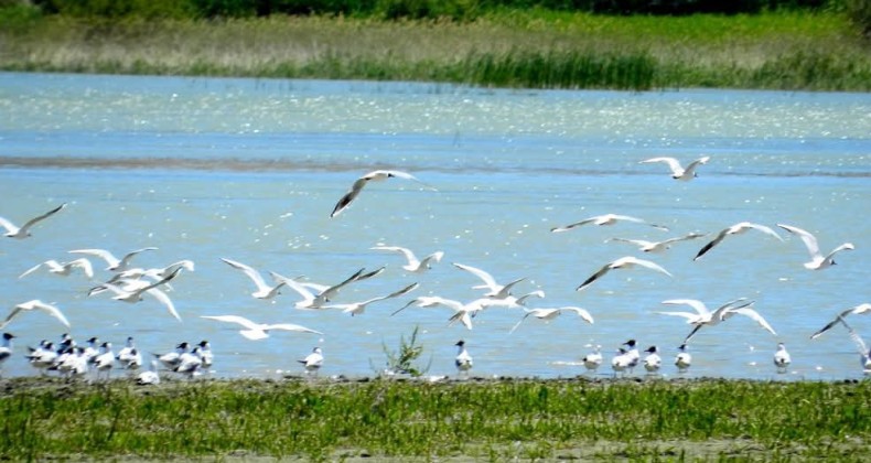 Nallıhan’da Foto Safari heyecanı başlıyor – Birlik Haber Ajansı