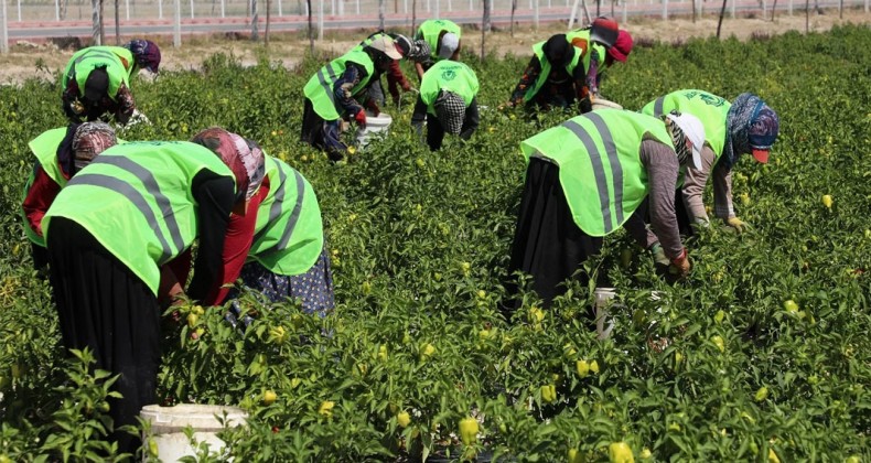 Binlerce yıllık ata tohumları Karatay’da hayat buluyor – Birlik Haber Ajansı
